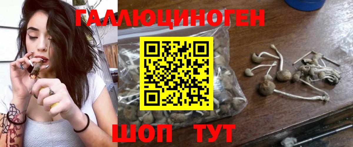 где продают   Псилоцибиновые грибы мицелий  Вход с VPN  Горячий Ключ 